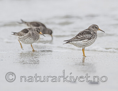 BB 13 0643 / Calidris maritima / Fjæreplytt
